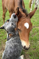 Puppy and Horse - dogs photo