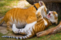 Tigers - animals photo