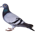 pigeon   1  - disney-princess photo