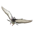 pigeon   11  - disney-princess photo