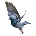 pigeon   14  - disney-princess photo