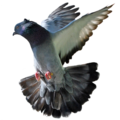 pigeon   17  - disney-princess photo