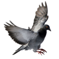 pigeon   18  - disney-princess photo