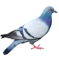 pigeon   2  - disney-princess photo