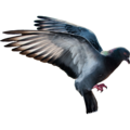 pigeon   20  - disney-princess photo