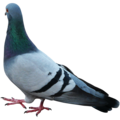 pigeon   4  - disney-princess photo