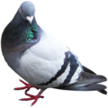 pigeon   5  - disney-princess photo