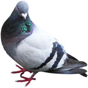  pigeon 5