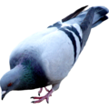 pigeon   6  - disney-princess photo