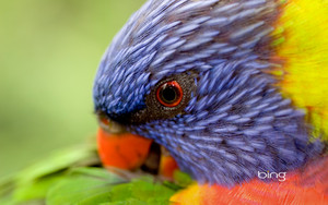  A 彩虹 lorikeet preening its feathers