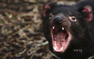 A Tasmanian Devil bears it s teeth at a quarantine facility in Hobart Australia