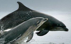  A pair of Bottlenose Dolphins Tursiops truncatus breaches from the Moray Firth Scotland