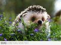 Baby hedgehog random 31259601 460 336 - random photo