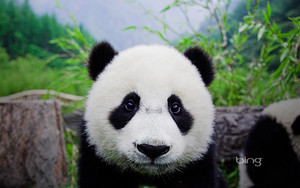  Baby panda Wolong Panda Center China