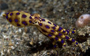  Blue ring Octopus Lembeh Straits Sulawesi Island Indonesia