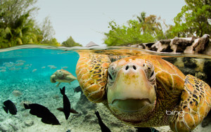  Bora Bora Turtles