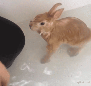  Bunny Splash