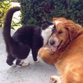 Cat and Dog - random photo