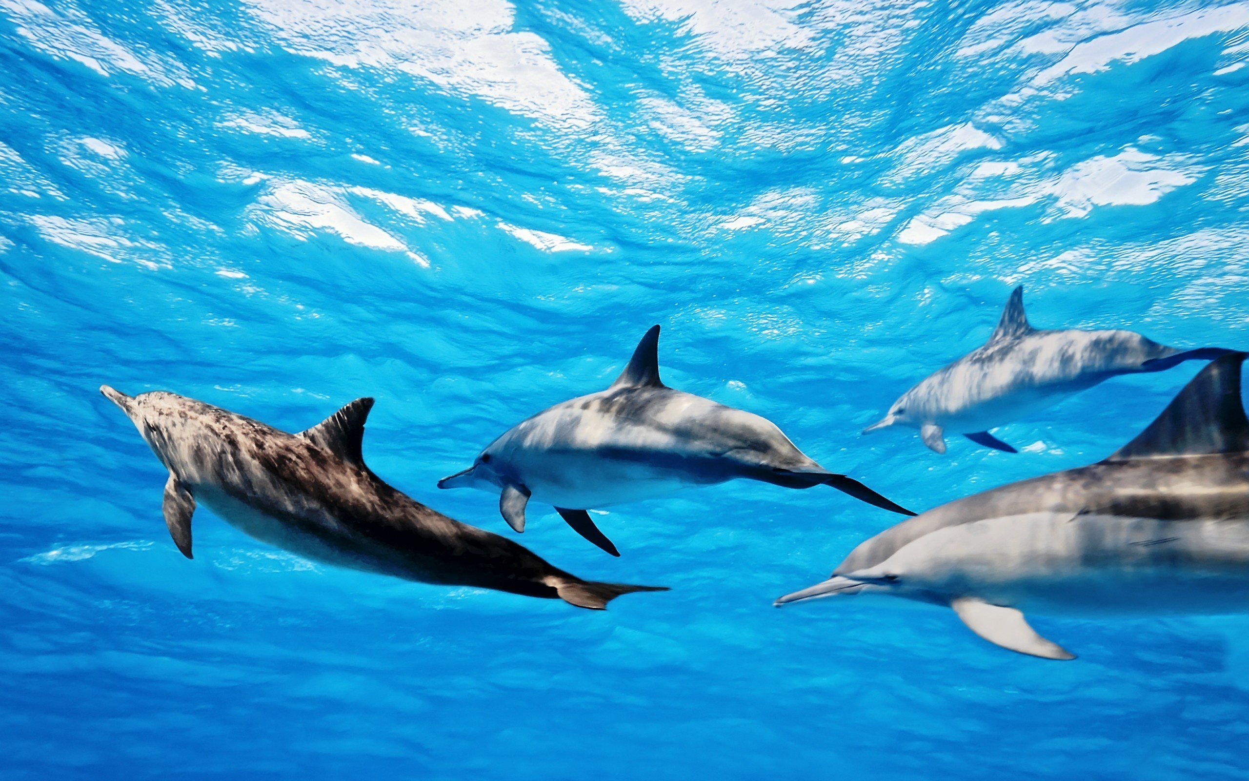 Dolphins - Dolphins Wallpaper (39486591) - Fanpop