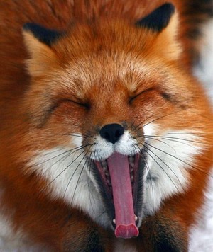  rubah, fox Yawn