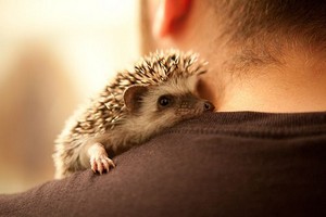  Hedgehogs are life