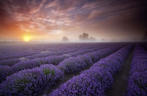  Lavender fields, UK
