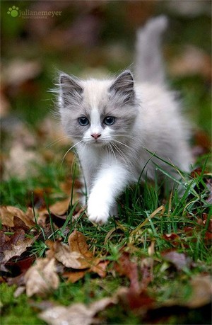  Little kitten