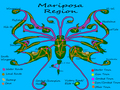 Map Update - mariposa-region-rpg photo