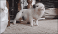 Piggy  - random photo