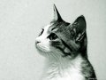 cats - Sweet Cat wallpaper