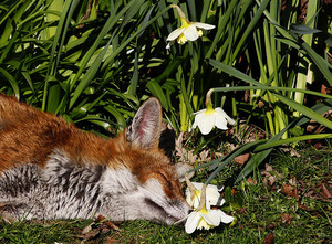 A fox sleeps besides daff 003