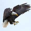 Bald Eagle Talons At The Ready 600x600 - animals photo