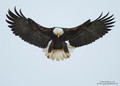 Bald Eagle in Flight  - animals photo