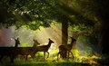 Deer Walking in Sunlight - random photo