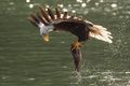 EAGLE FISHING - animals photo