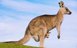  Eastern grey känguru mother carrying a joey in her pouch