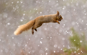 Eurasian red squirrel in action
