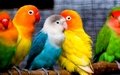 Parrot - animals photo