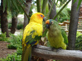 Parrots - animals photo