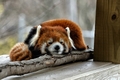 Red Panda - animals photo