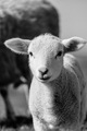 Sheep - animals photo