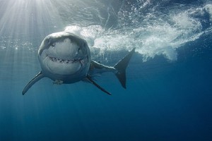  Smiling tiburón