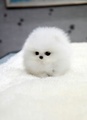 Teacup Pomeranian - random photo