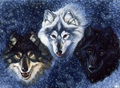 Wolfs - animals fan art