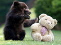 bear cub and teddy bear - random photo
