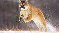 cat beautiful cougar jump snow animals ultra 3840x2160 hd wallpaper 215192 - animals photo