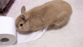 Bunny - random photo