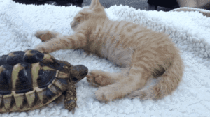  Cat and tortue
