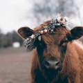 Cow - animals photo