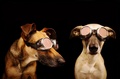 Dogs and Goggles - random photo